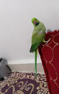 طوطی ملنگو