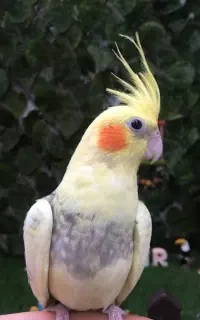 عروس هلندی گم شده مژده گانی
