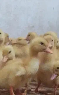 جوجه اردک 2روزه