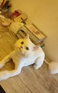 گربه گمشده به یابنده مژدگانی بالا داده خواهدشد