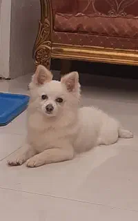 سگ گمشده