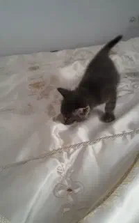 بچه گربه نر اسکاتیش بسیار بغلی و بازیگوش