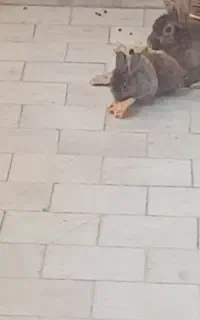 بچه خرگوش لوپ