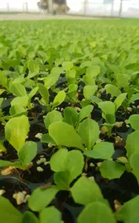 اجاره گلخانه احمد آباد مصدق