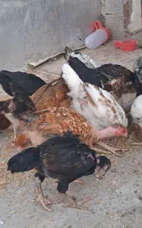 مرغ و خروس دورگه