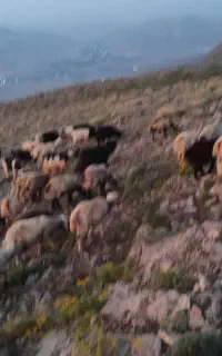 کاوه و چپش چاق