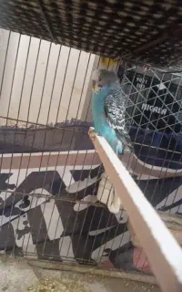 مرغ عشق جفت