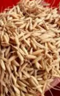 تخم جو هاشمی اعلا