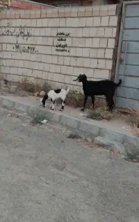 بز اول شکم بز شیک پرشیر