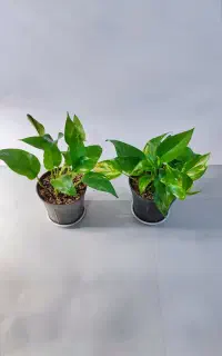 گل و گیاه آپارتمانی و پک تخفیفی