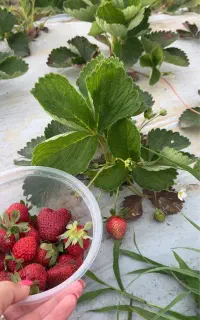 مزرعه توت فرنگی تور تجربه گرا