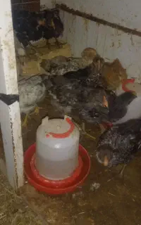 جوجه مرغ رسمی و گلپایگانی