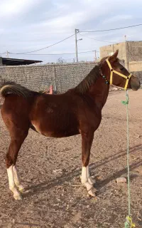 کره مادیان زیبا