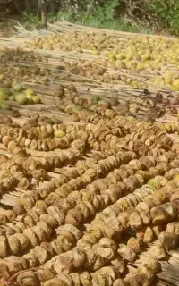بند اَنجیر