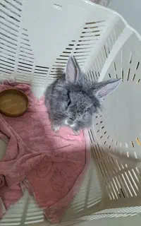 خرگوش لوپ دار