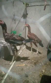 لاری