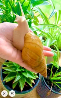 فروش حلزون‌های طبی از تخم حلزون تا حلزون بالغ