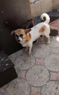 سگ پاکوتاه