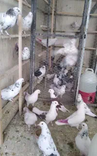 پرنده