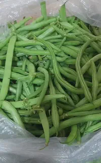 لوبیاسبز تازه و ارگانیک
