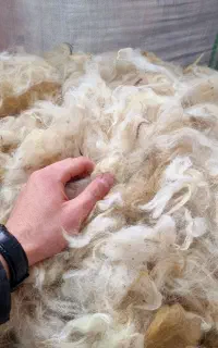 پشم گوسفند