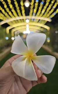 ریسه  نورپردازی تالار و عروسی