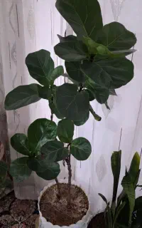 گل لیراتا