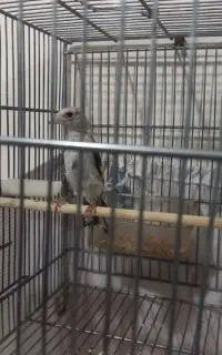 جوجه سهره