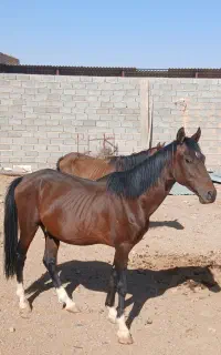 نریان و مادیان دره شور