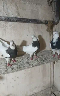 کبوتر طوقی
