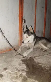 سگ هاسکی