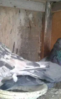 کود کفتر و کفتر پرشی
