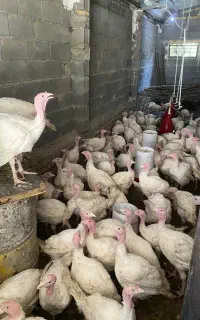 بوقلمون بیوتی ۶