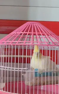 عروس هلندی