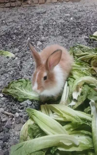 خرگوش