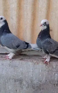 جوجه کبوتر پرشی شازده سبز