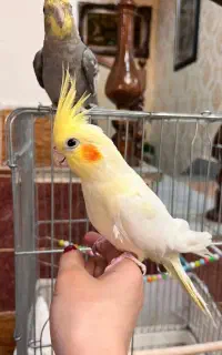 عروس هلندی