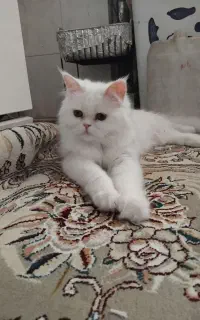 گربه پرشین کالیکو