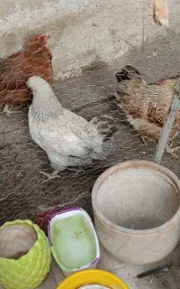 مرغ تخم گذار