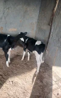 گوساله