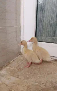 دو عدد اردک یکماهه نر و ماده