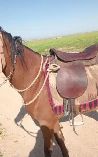 کُره هجده ماهه ،،ذات دار ،،معاوضه باگوسفند