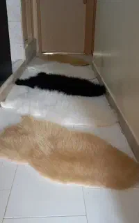 پادری خز، کوسن خز