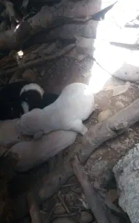 سگ ماده گله ای است