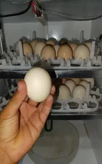 تخم لاری به شرط نطفه