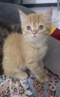 گربه نر نژاد دار