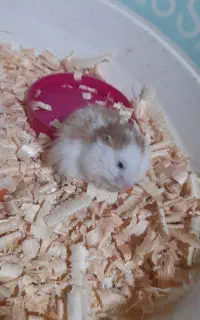 همستر نر و ماده جوان فقط ۴۰۰