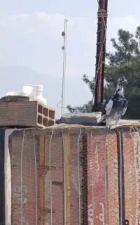 کبوتر گم شده