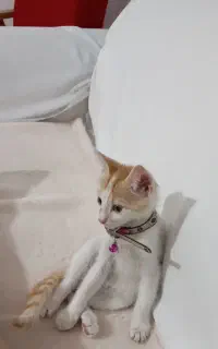 پیشی