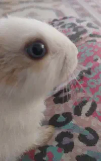 خرگوش کوچک چشم آبی پشمالو